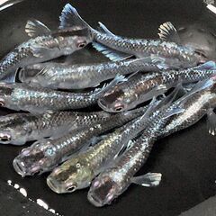 🎏★現物★ミッドナイトフリル 体外光★５ペア★計10匹★🎏🎉ジモティー特価🎉の画像