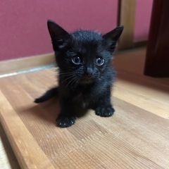 急募　まだまだ小さい子猫です😊