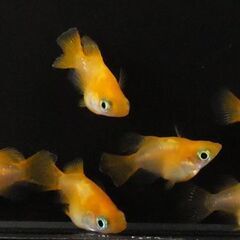 🎏現物🎏★朱天皇★3ペア★計６匹★ダルマ★だるま★の画像