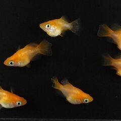 🎏現物🎏★朱天皇★3ペア★計６匹★ダルマ★だるま★の画像