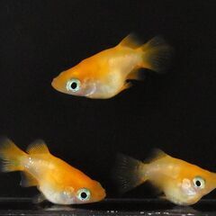 🎏現物🎏★朱天皇★3ペア★計６匹★ダルマ★だるま★の画像