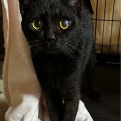 黒猫　オス　猫が多い地域からレスキュー