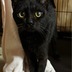 ランキングキーワードに紐づく投稿画像-黒猫