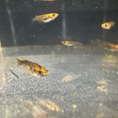 メダカ　五式タイプR （幼魚〜若魚サイズ）の画像