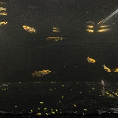 メダカ　五式タイプR （幼魚〜若魚サイズ）の画像
