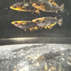 メダカ　五式タイプR （幼魚〜若魚サイズ）の画像