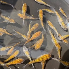 めだか　月神　10匹セットの画像