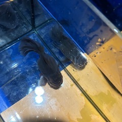 約14センチ✨ローズテールオランダの画像