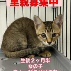 慎重派女子