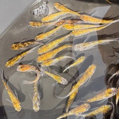 めだか　ラガー　10匹セットの画像