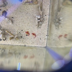 海水魚　ルビーレッドドラゴネット  1ペア の画像