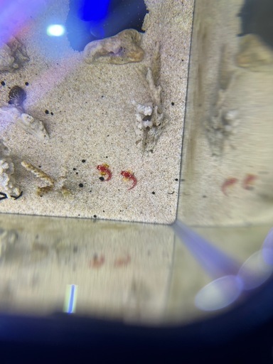 海水魚　ルビーレッドドラゴネット  1ペア 