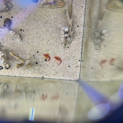 海水魚　ルビーレッドドラゴネット  1ペア の画像