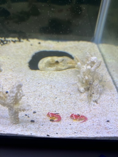 海水魚　ルビーレッドドラゴネット  1ペア