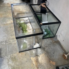 🐟アクリル水槽＆ガラス水槽🐟の画像