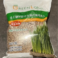 猫草 栽培キット 無印良品　犬と猫が好きな草のタネ 栽培用つち土の画像