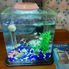 メダカ他、小型水槽混みの画像