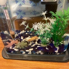メダカ他、小型水槽混みの画像