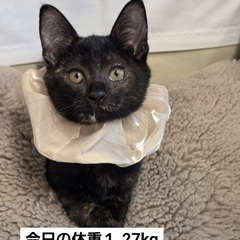 サビーナ　ファルデインちゃん