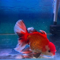 金魚、赤色ローズテールオランダ 16〜17cm【現地受け取り限定】の画像