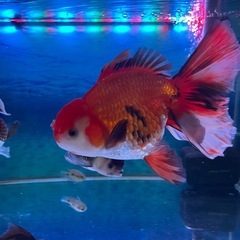 金魚、赤色ローズテールオランダ 16〜17cm【現地受け取り限定】の画像
