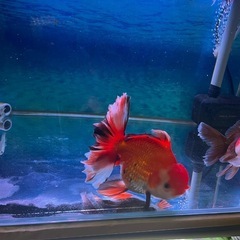 金魚、赤色ローズテールオランダ 16〜17cm【現地受け取り限定】の画像