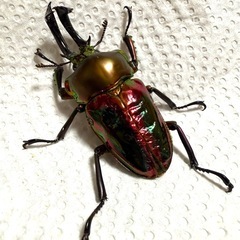 ニジイロクワガタスーパーレッド♂B品55mmの画像