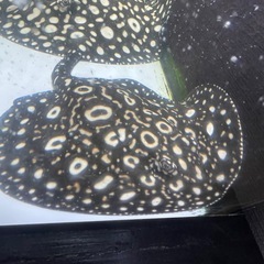 ダイヤモンドポルカの画像