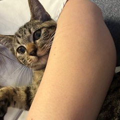 キジトラ子猫推定3ヶ月