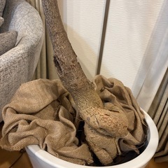 ボトルツリーの画像