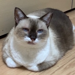 ゆっくりだけど必ず心を許してくれます🍀*゜温厚で優しいシャム