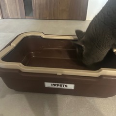【お引取り様限定】
猫ちゃんのおトイレの画像