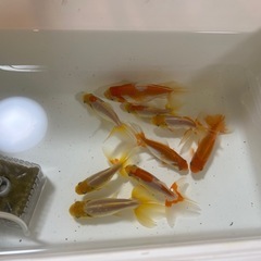 国産 ジャンボ獅子頭 当歳魚の画像