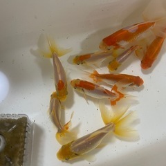 国産 ジャンボ獅子頭 当歳魚の画像