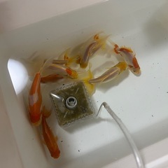 国産 ジャンボ獅子頭 当歳魚の画像