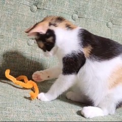 4ヶ月♡避妊済み！甘えん坊すぎミケ猫ちゃん♡可愛いすぎ