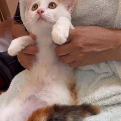 美人姉妹♡三毛猫ちゃん4ヶ月♡避妊済み