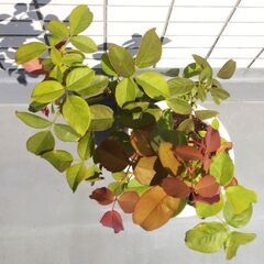 🌹バラ苗(良い香りの白バラ)🌹【ヨハネ・パウロ2世】・ガーデニング・園芸・バラ・ばら・薔薇・苗・花の苗・植物・バラ苗・ばら苗の画像