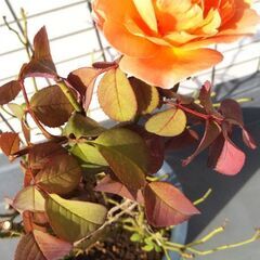 【受け渡し予定済】🌹ERレディ・エマ・ハミルトン(大苗)🌹イングリッシュ・ローズ オレンジ色の良い香りのバラ🌹ガーデニング・園芸・バラ・薔薇・ばら・苗・花の苗・植物・バラ苗・ばら苗の画像