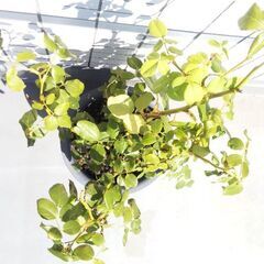 🌹ERジュード・ジ・オブスキュア(大苗)🌹イングリッシュ・ローズ クリーム色の良い香り(強香)のバラ🌹ガーデニング・園芸・バラ・ばら・薔薇・苗・花の苗・植物・バラ苗・ばら苗の画像