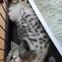甘ったれキジくん♡ワクチン済み♡3ヶ月