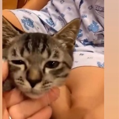 甘えん坊♡3ヶ月のキジくん！可愛い子猫♡ワクチン済み