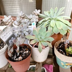 
多肉植物の画像