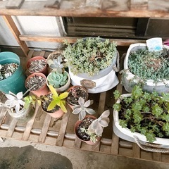 
多肉植物の画像