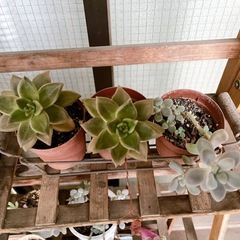 
多肉植物の画像