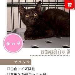 可愛い黒猫さん