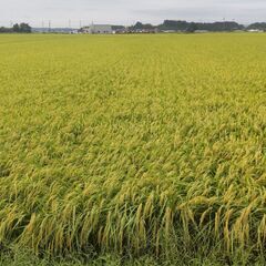 令和7年産  新米 ひとめぼれ 玄米 30kg 宮城県登米市産　お米の画像