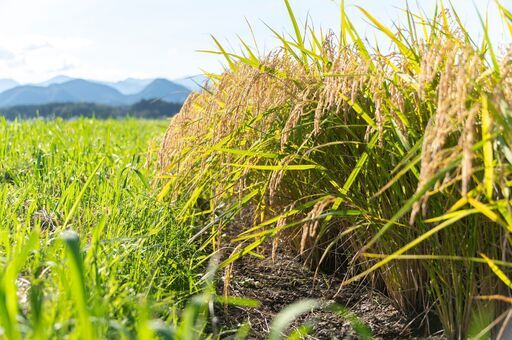 令和７年産「新米ひとめぼれ」※新規受付中止