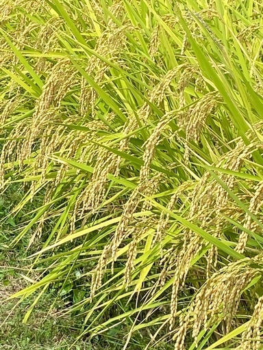 令和7年産　　コシヒカリ