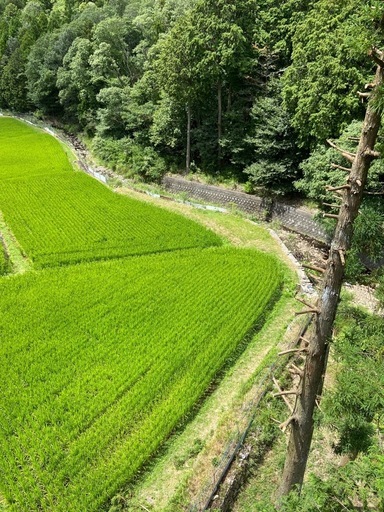 令和7年産　　コシヒカリ　　　　
